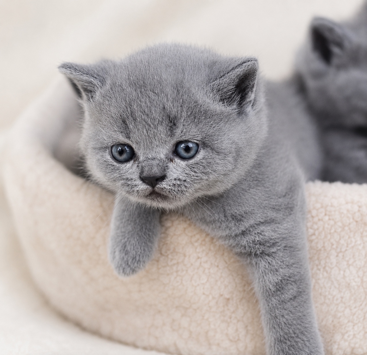 Blue British Shorthair kitten resting over the edge of a cosy bed